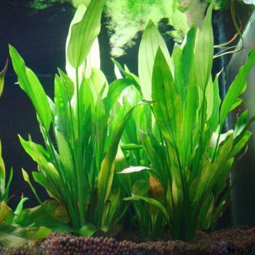 Dry Herb Vaping Accessories - 15cm artificiale acquario Decor piante acqua